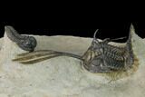 Spiny Walliserops Trilobite With Gerastos - Foum Zguid, Morocco #154307-3